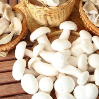 Giáo án Khoa học 4 Bài 20: Nấm ăn và nấm men trong đời sống