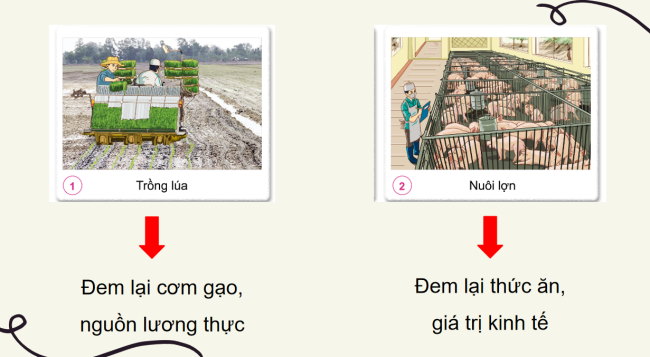 PowerPoint Tự nhiên và xã hội 3 Bài 9: Hoạt động sản xuất nông nghiệp