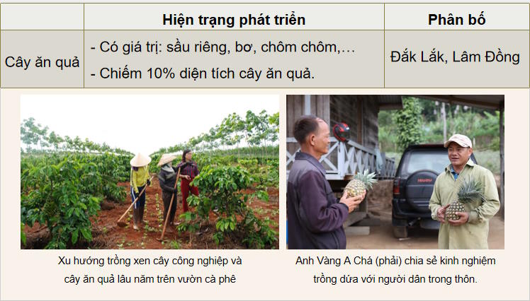 Giáo án Địa lí 9 Bài 15: Vùng Tây Nguyên