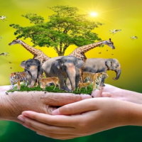 Giáo án Tự nhiên và xã hội 3 Bài 14: Sử dụng hợp lí thực vật và động vật