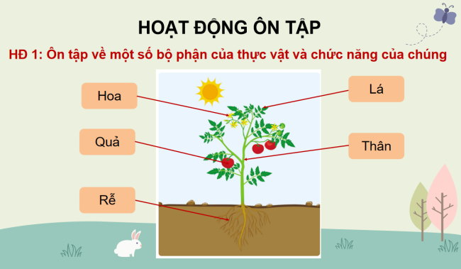 PowerPoint Tự nhiên và xã hội 3 Ôn tập Chủ đề thực vật và động vật