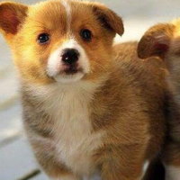 Giáo án Ngữ văn 6 Bài 8: Tại sao nên có vật nuôi trong nhà?