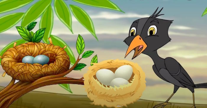 loài chim học xây tổ