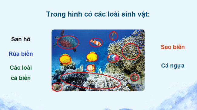 PowerPoint Mĩ thuật 5 Bài 9: Sinh vật biển