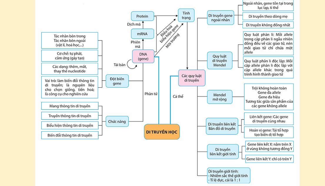 sinh 12 cd on tap p5 4*882061