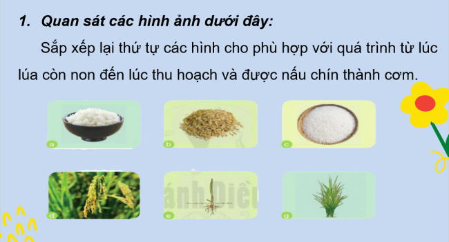 PowerPoint Tiếng Việt 2 Bài 22: Mùa lúa chín