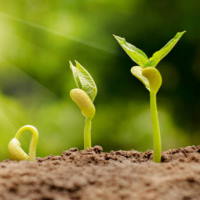 Giáo án Tiếng Việt 2 Bài 22: Hạt đỗ nảy mầm