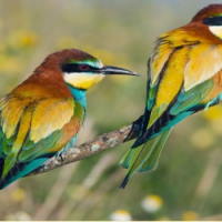 Giáo án Tiếng Việt 2 Bài 23: Viết về đồ chơi hình một loài chim