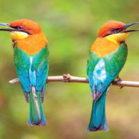 Giáo án Tiếng Việt 2 Bài 23: Đọc sách báo viết về các loài chim