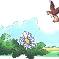 Giáo án Tiếng Việt 2 Bài 24: Chim sơn ca và bông cúc trắng