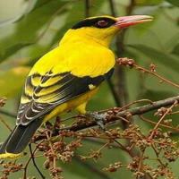 Giáo án Tiếng Việt 2 Bài 24: Nghe - viết Chim rừng Tây Nguyên. Chữ hoa U, Ư