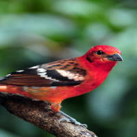 Giáo án Tiếng Việt 2 Bài 24: Viết về hoạt động chăm sóc, bảo vệ loài chim