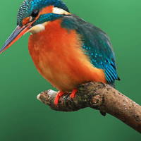 Giáo án Tiếng Việt 2 Bài 24: Thông điệp từ loài chim