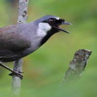 Giáo án Tiếng Việt 2 Bài 24: Em đã biết những gì, làm được những gì?