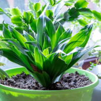 Giáo án Tự nhiên và xã hội 3 Bài 15: Lá, thân, rễ của thực vật