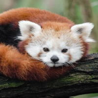 Giáo án Tiếng Việt 2 Bài 25: Viết về đồ chơi hình một loài vật