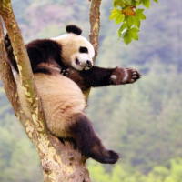 Giáo án Tiếng Việt 2 Bài 25: Quan sát đồ chơi hình một loài vật