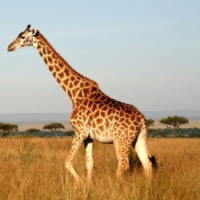 Giáo án Tiếng Việt 2 Bài 26: Hươu cao cổ