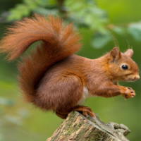 Giáo án Tiếng Việt 2 Bài 26: Nghe - viết Con Sóc. Chữ hoa X