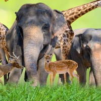 Giáo án Tiếng Việt 2 Bài 26: Nội quy vườn thú