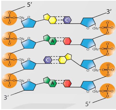 Trắc nghiệm Sinh 12 bài 1