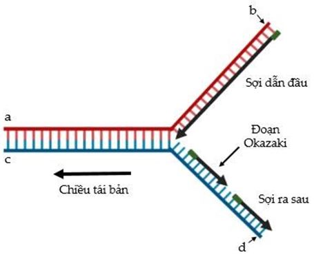 Trắc nghiệm sinh học 12 bài 1 DNA và cơ chế tái bản DNA