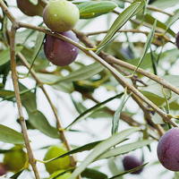 Giáo án Tiếng Việt 2 Bài 6: Mở rộng vốn từ về cây cối