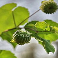 Giáo án Tiếng Việt 2 Bài 6: Viết đoạn văn kể về việc chăm sóc cây cối. Đọc mở rộng