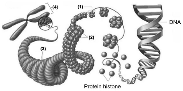 Trắc nghiệm Sinh 12 bài 7