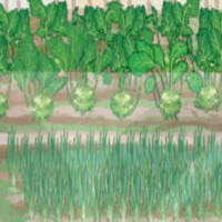 Giáo án Tiếng Việt 2 Bài 11: Sự tích cây thì là