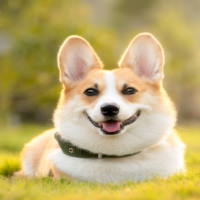 Giáo án Tiếng Việt 2 Bài 12: Mở rộng vốn từ về vật nuôi. Câu nêu đặc điểm của các loài vật