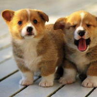 Giáo án Tiếng Việt 2 Bài 12: Viết đoạn văn kể về hoạt động của con vật. Đọc mở rộng