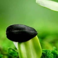 Giáo án Tiếng Việt 2 Bài 13: Kể chuyện Hạt giống nhỏ