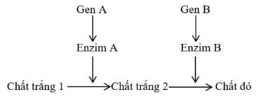 Trắc nghiệm Sinh 12 bài 9