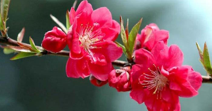 sự tích hoa đào 