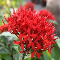 Truyện cổ tích: Sự tích hoa mẫu đơn