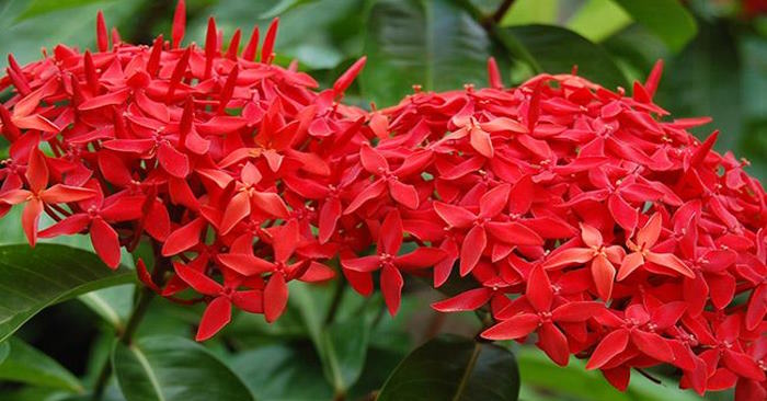 Sự tích hoa mẫu đơn