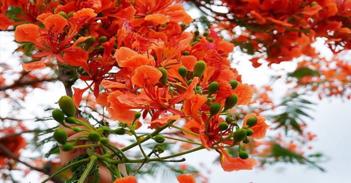 Sự tích cây hoa phượng