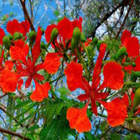 Truyện cổ tích: Sự tích cây hoa phượng