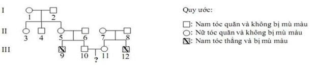 Trắc nghiệm Sinh 12 Kết nối tri thức bài 13