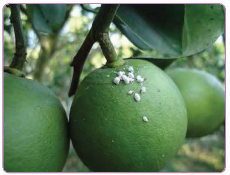 A close-up of a fruit

Description automatically generated