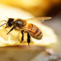 Giáo án Tiếng Việt 2 Bài 2: Đọc Ong xây tổ