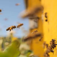 Giáo án Tiếng Việt 2 Bài 2: Nghe - viết Ong xây tổ. Phân biệt ua/uơ, r/d/gi, ên/ênh