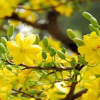 Giáo án Tiếng Việt 2 Bài 4: Đọc Hoa mai vàng