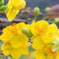 Giáo án Tiếng Việt 2 Bài 4: Nghe - viết Hoa mai vàng. Phân biệt ao/oa, ch/tr, ich/it