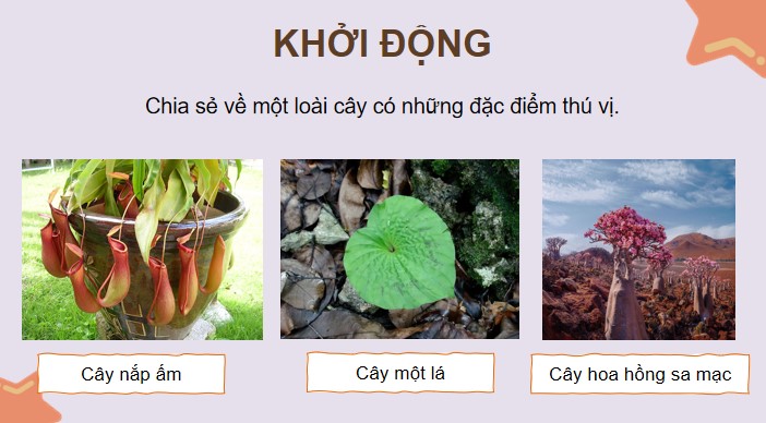 bai 2 ki la the gioi thuc vat o nam my 2*902811