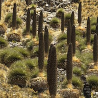 Giáo án Tiếng Việt 4 Bài 2: Kì lạ thế giới thực vật ở Nam Mỹ