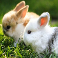 Giáo án Tiếng Việt 4 Bài 4: Viết đoạn văn cho bài văn miêu tả con vật