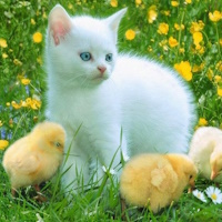 Giáo án Tiếng Việt 4 Bài 5: Luyện tập viết đoạn văn cho bài văn miêu tả con vật