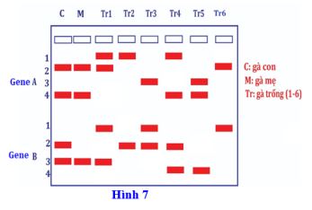 Đề thi thử THPT Quốc gia môn Sinh học